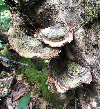 Trametes versicolor image