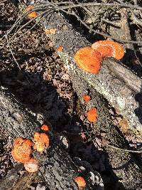 Pycnoporus cinnabarinus image