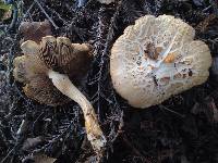 Agrocybe praecox image