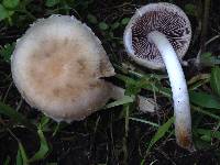 Psathyrella candolleana image