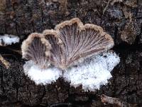 Schizophyllum commune image