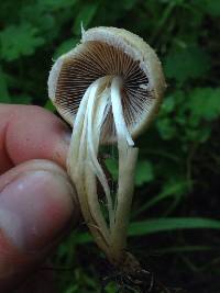 Psathyrella candolleana image