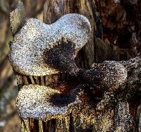 Polyporus squamosus image