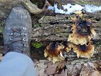 Picipes badius image