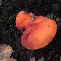 Lactarius rufulus image