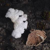 Schizophyllum commune image