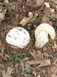 Amanita vernicoccora image