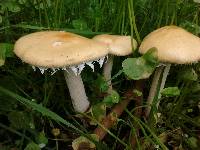 Stropharia ambigua image