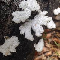 Schizophyllum commune image