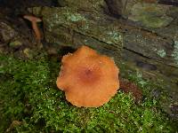 Lactarius rubidus image