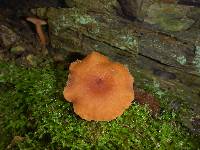 Lactarius rubidus image