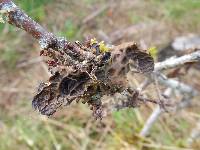 Lobaria pulmonaria image