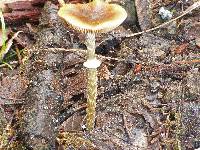 Conocybe rugosa image