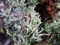 Cladonia transcendens image