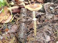 Conocybe rugosa image