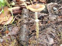 Conocybe rugosa image