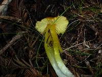 Hygrocybe chlorophana image