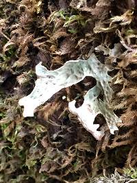 Lobaria pulmonaria image