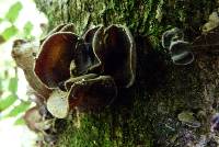 Auricularia cornea image