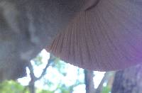 Amanita vaginata image