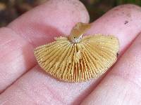 Conocybe rugosa image