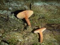 Lactarius rubidus image