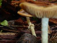 Conocybe rugosa image