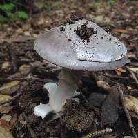 Amanita vaginata image