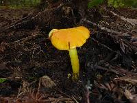 Hygrocybe chlorophana image