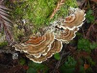 Trametes versicolor image