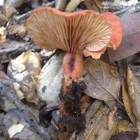 Lactarius rufulus image