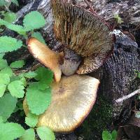 Omphalotus olivascens image