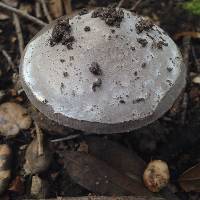 Amanita vaginata image