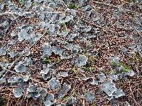 Peltigera canina image