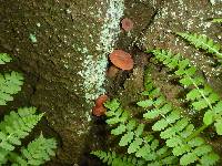 Lactarius rubidus image