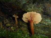 Lactarius rubidus image