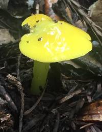 Hygrocybe chlorophana image