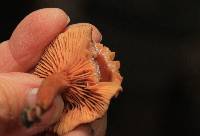 Lactarius rubidus image