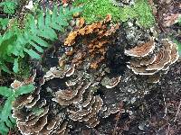 Trametes versicolor image