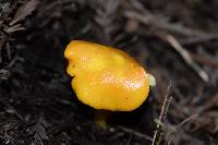 Hygrocybe chlorophana image