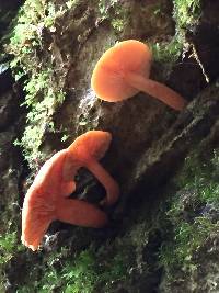 Lactarius rubidus image