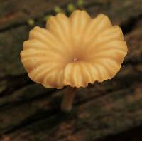 Lichenomphalia umbellifera image