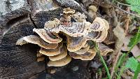 Trametes versicolor image