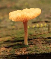 Lichenomphalia umbellifera image