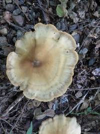 Cortinarius infractus image