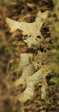 Lobaria pulmonaria image