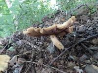 Cortinarius infractus image