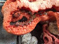 Clathrus ruber image