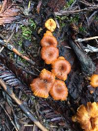 Xeromphalina campanella image