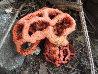 Clathrus ruber image